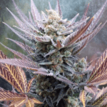 Pure Instinto Cherry Cookies cannabis plant image 1
