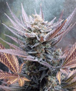 Cherry Cookies