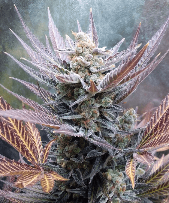 Pure Instinto Cherry Cookies cannabis plant image 1
