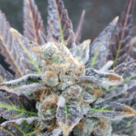 Pure Instinto Cherry Cookies cannabis plant image 2
