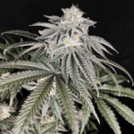 Pure Instinto Cherry Melt cannabis plant image 1