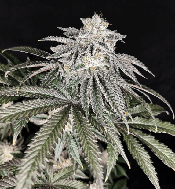 Pure Instinto Cherry Melt cannabis plant image 1
