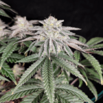 Pure Instinto Cherry Melt cannabis plant image 2
