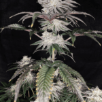 Pure Instinto Cherry Melt cannabis plant image 3