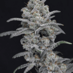 Pure Instinto Chimera Crasher cannabis plant image 1