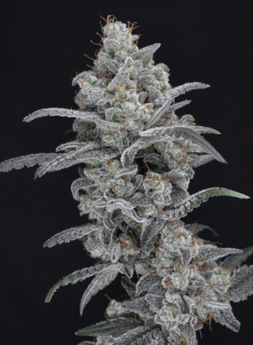 Pure Instinto Chimera Crasher cannabis plant image 1