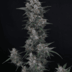 Pure Instinto Chimera Crasher cannabis plant image 2