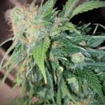 Pure Instinto Clementine Dream Auto cannabis plant image 1