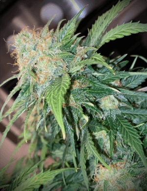 Clementine Dream Auto