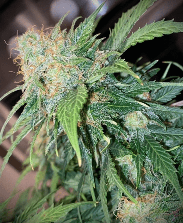 Pure Instinto Clementine Dream Auto cannabis plant image 1