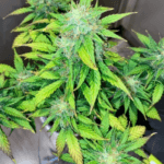 Pure Instinto Clementine Dream Auto cannabis plant image 2