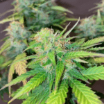 Pure Instinto Clementine Dream Auto cannabis plant image 3