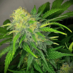 Pure Instinto Clementine Dream Auto cannabis plant image 4