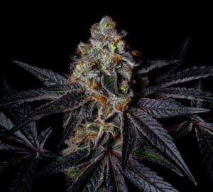 Diamond Dust