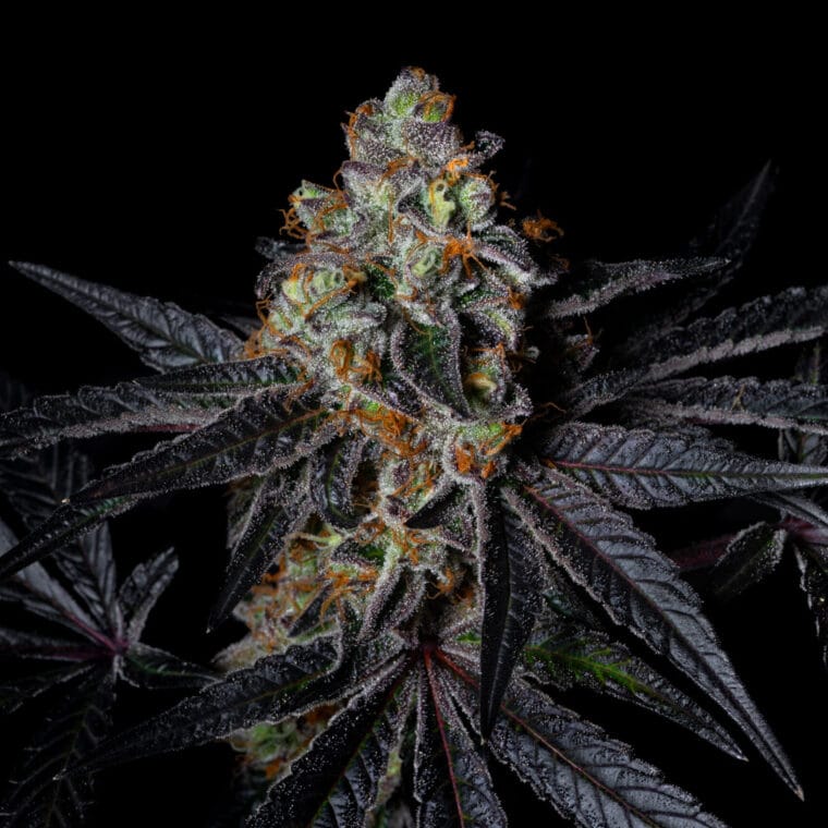 Pure Instinto Diamond Dust cannabis plant image 1