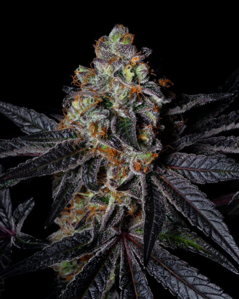 Pure Instinto Diamond Dust cannabis plant image 1
