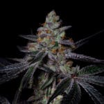 Pure Instinto Diamond Dust cannabis plant image 3
