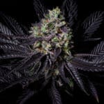 Pure Instinto Diamond Dust cannabis plant image 4