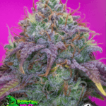 Pure Instinto Forbidden Fruit Cake cannabis plant image 1