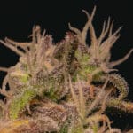 Pure Instinto Forbidden Fruit Cake cannabis plant image 3