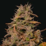 Pure Instinto Forbidden Fruit Cake cannabis plant image 4