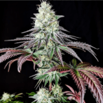 Pure Instinto Garlic Cookies cannabis plant image 1