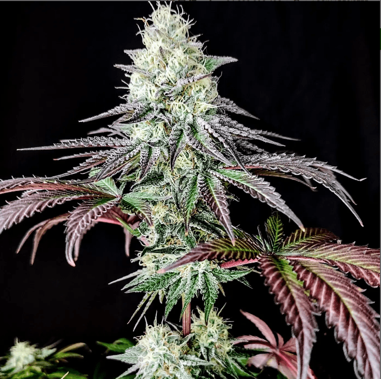 Pure Instinto Garlic Cookies cannabis plant image 1