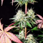 Pure Instinto Garlic Cookies cannabis plant image 2