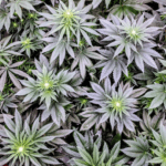 Pure Instinto Garlic Cookies cannabis plant image 3