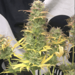 Pure Instinto Girl Scout Kush Auto cannabis plant image 1