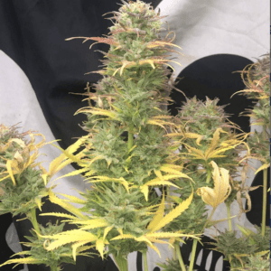 Pure Instinto Girl Scout Kush Auto cannabis plant image 1