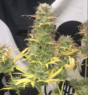 Girl Scout Kush Auto