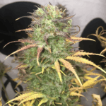 Pure Instinto Girl Scout Kush Auto cannabis plant image 2