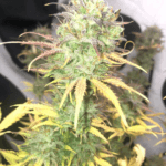 Pure Instinto Girl Scout Kush Auto cannabis plant image 3