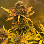 Pure Instinto Girl Scout Kush Auto cannabis plant image 4