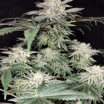 Pure Instinto Golden Truffle cannabis plant image 1
