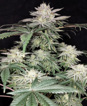 Golden Truffle