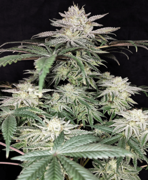 Pure Instinto Golden Truffle cannabis plant image 1