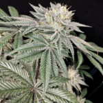 Pure Instinto Golden Truffle cannabis plant image 3