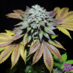 Pure Instinto Gorilla Cookies cannabis plant image 1