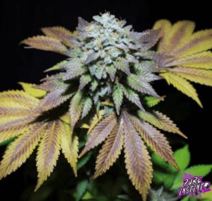 Gorilla Cookies