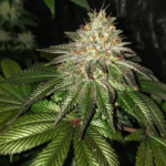Pure Instinto Gorilla Cookies cannabis plant image 2