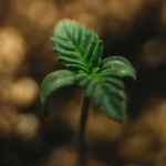 Pure Instinto Gorilla Cookies cannabis plant image 3