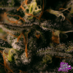 Pure Instinto Gorilla Cookies cannabis plant image 4