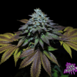 Pure Instinto Gorilla Cookies cannabis plant image 5