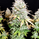 Pure Instinto Grateful End OG cannabis plant image 1