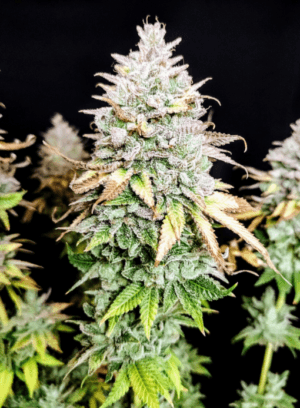 Grateful End OG