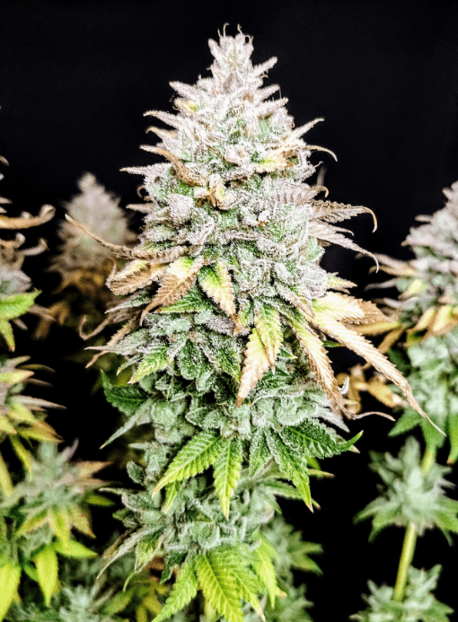 Pure Instinto Grateful End OG cannabis plant image 1