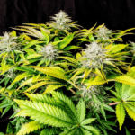 Pure Instinto Grateful End OG cannabis plant image 2