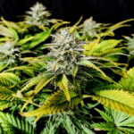 Pure Instinto Grateful End OG cannabis plant image 3